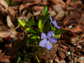 Vinca minor Illumination IMG_0292 Barwinek pospolity